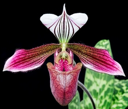 Paphiopedilum purpuratum