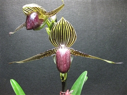 Paphiopedilum rothschildianum