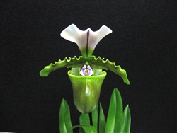 Paphiopedilum spicerianum