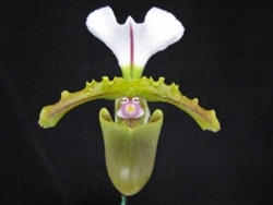 Paphiopedilum spicerianum