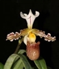 Paphiopedilum tranlienianum