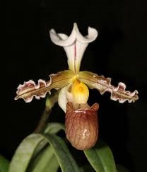 Paphiopedilum tranlienianum