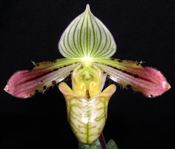 Paphiopedilum venustum