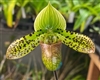 Paphiopedilum venustum 'Brain Child' AM/AOS x Dugesclin 'Green Destiny'