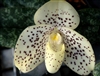 Paphiopedilum conco-bellatulum