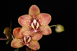 Phalaenopsis Amblearis 'Fortune'
