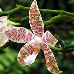 Phalaenopsis hieroglyphica