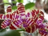 Phalaenopsis mariae