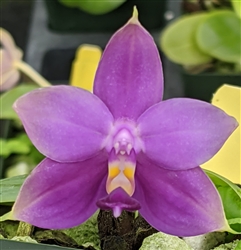 Phalaenopsis violacea 'Paris Blue'