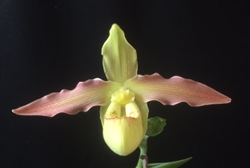 Phragmipedium Geigelstein