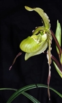 Phragmipedium amazonica