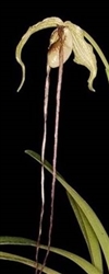 Phragmipedium exstaminodium