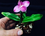 Phragmipedium fischeri