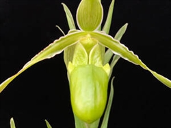 Phragmipedium longifolium v. alba