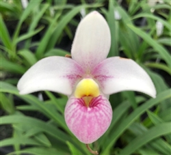 Phragmipedium schlimii