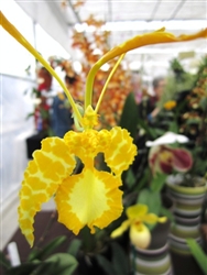 Psychopsis papilio v. alba