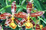 Rossioglossum insleayi