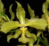 Rossioglossum schlieperianum f. flavidum