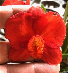 Sophronitis coccinea 'Tokyo Bless' SSM/JOGA