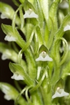 Spiranthes laxa