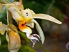 Stanhopea frymirei