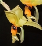 Stanhopea greerii