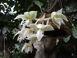 Stanhopea inodora v. alba