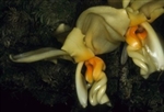 Stanhopea intermedia