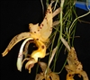 Stanhopea jenischiana