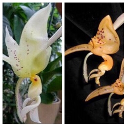 Stanhopea jenischiana x inodora