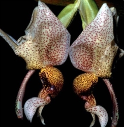 Stanhopea napoensis