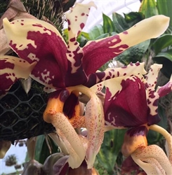 Stanhopea tigrina 'Glory of Mexico' AM/AOS