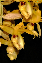 Stanhopea warszewicziana