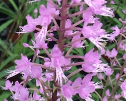 Stenoglottis longifolia