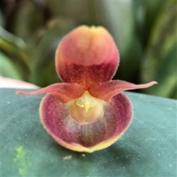 Pleurothallis calceolaris