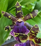 Zygopetalum Blue Hawaii