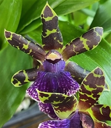 Zygopetalum Blue Hawaii