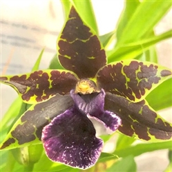 Zygopetalum Jumpin Jack x Zygosepescalum QF Amanda