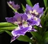 Zygonisia Murasaki Komachi 'Blue Hawaii' (Zygonisia Roquebrune 'JEM' HCC/AOS Ã— Aganisia cyanea 'Blue Hawaii')