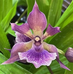 Zygonisia Murasaki Komachi x Zygo. Debbie De Mello 'Honolulu Bay' AM/AOS