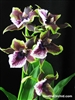 Zygopetalum Rhein Moonlight v. peloric (clone) Type/XL Blooms, (clone) - In Bud/Bloom Now (2 Buds/Blooms)