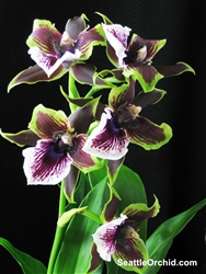 Zygopetalum Rhein Moonlight - Peloric