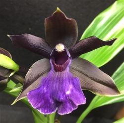 Zygopetalum Zesty Kaila