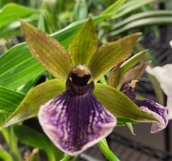 Zygopetalum Zesty Kaila x crinitum