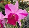 Blc. Jennifer Off 'Joan' HCC/AOS