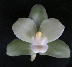 Lycaste Dainty