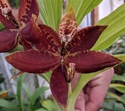 Cycnoches warscewiczii 'Baby's Beast' x (Dark Swan x Swan Cascade)'