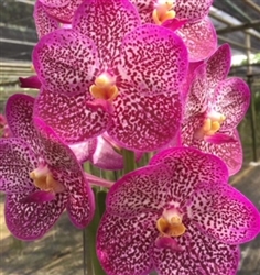 Vanda Uraiwan Belle