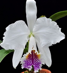 Cattleya mossiae 'Reineckiana'