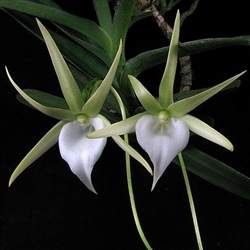 Angraecum dollii